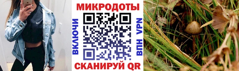 Купить где  Уссурийск  Псилоцибиновые грибы мицелий